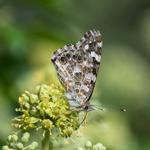 12th Sept Painted Lady