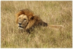 Simba 4