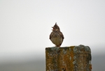Crested Lark