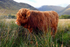 Madi Cow doing the pose!