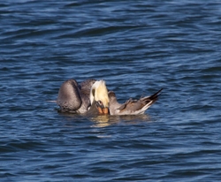  Pelicans _0002