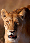 Lioness