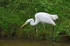 Great White Egret