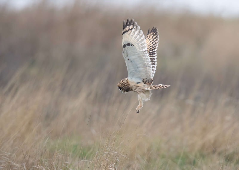 Short Eared Owl