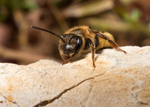 Andrena bucephala (f)