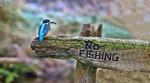 Kingfisher