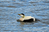 Eider