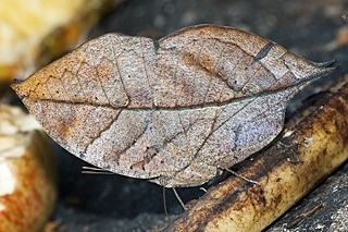 The Orange Oakleaf or Dead Leaf (Kallima inachus) is a nymphalid butterfly found in tropical Asia from India to Japan…