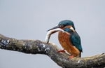 Kingfisher Alcedo Atthis047