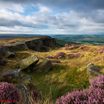 Heather Edge