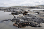 Borth-Sunken Forest-ACP_0886