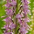 Orchis x bergonii = Orchis anthropophorum x Orchis.simia hybrid