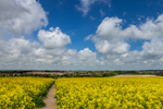 Came View Rape Seed, Dorchester, Dorset