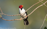 Yellow-billed Cardinal