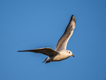Black-headed Gull