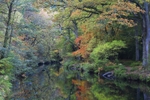 Fingle in the Fall