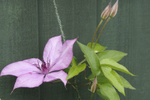Clematis (Giselle)