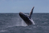 0A3A2575. Humpback Breach 9