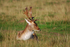 Fallow Deer