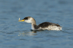 Red-necked Grebe with fish, Farmoor Reservoir