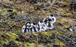 Poussins Tadornes Belons at Foddam