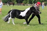 SIAL3136