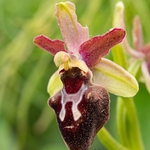 Ophrys x corturii  `hybrid Ophrys between O. holoserica subsp apulica x O. passionis subsp. garganica.