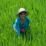 Woman Smiling  in a  lush  rice field Ubud Bali Indonesia