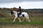 WJ6_9321