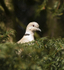 Collared Dove