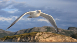 Herring Gull close to boat, Norway