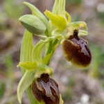 Archipelago Orchid (Ophrys archipelagi)…  synonymous with O.x arachnitiformis or  O x arachnitiformis Nm ‘archipelagiT