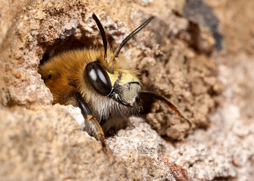 Male Hairy-footed Flower Bee ([i]Anthophora plumipes[/i]), emerging from a nest burrow in an old stone wall.