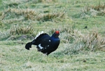 Black Grouse