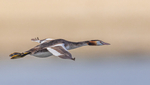 Great Crested Grebe