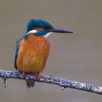 Kingfisher showing orange breast at Otmoor