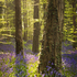 Evening Bluebells