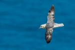 Fulmar