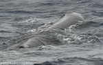 Sperm whale