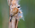 Male Penduline Tit