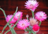 South Africa Cape Town National Botanical Garden flower 9