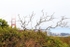 Branches and Fog at Golden Gate Bridge