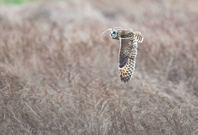 Short Eared Owl