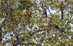 Blue and yellow macaw