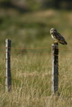 Short eared owl, Isle of Mull