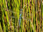 Emperor Dragonfly