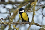 Great Tit