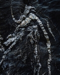 Veins