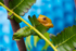 4 Golden Green Tree Frog