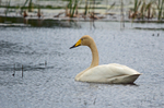 Whooper Swan